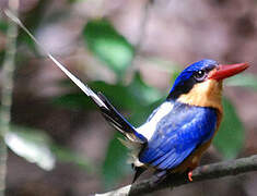 Buff-breasted Paradise Kingfisher