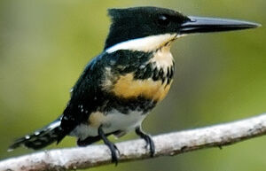 Green Kingfisher