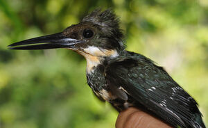 Green Kingfisher