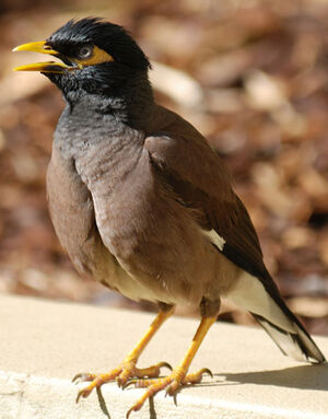 Common Myna