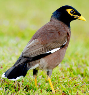 Common Myna