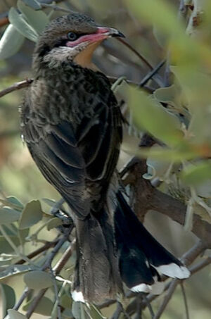 Spiny-cheeked Honeyeater