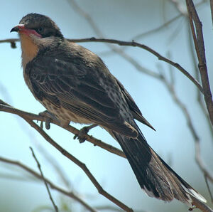 Spiny-cheeked Honeyeater