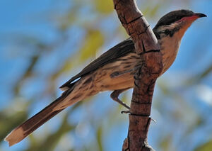 Spiny-cheeked Honeyeater