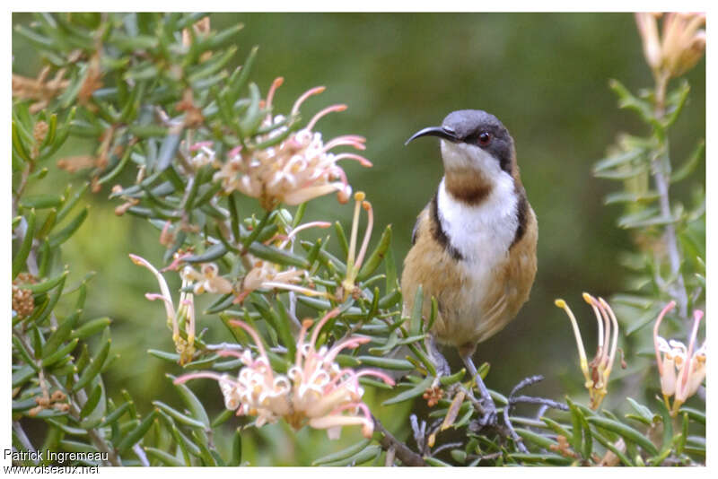Eastern Spinebill female adult, close-up portrait