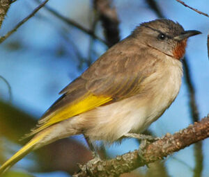 Rufous-throated Honeyeater