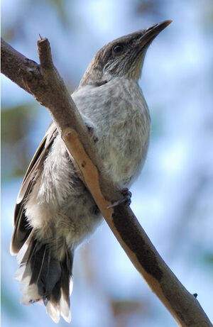 Little Wattlebird