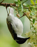 White-throated Honeyeater
