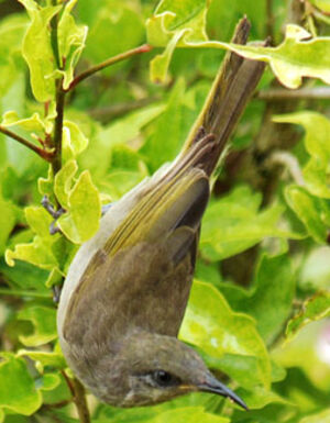 Grey-eared Honeyeater