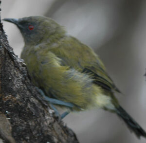 New Zealand Bellbird