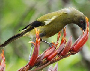 New Zealand Bellbird