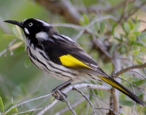 New Holland Honeyeater