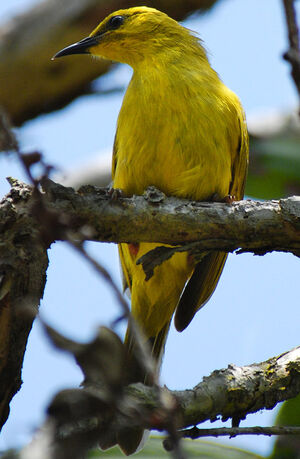 Yellow Honeyeater