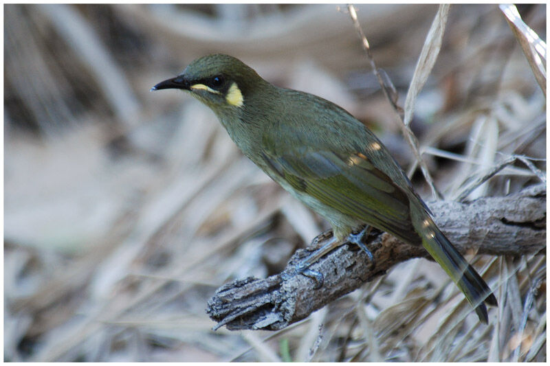 Yellow-spotted Honeyeateradult