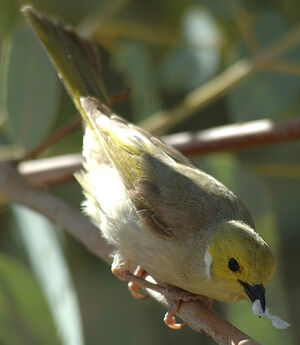 White-plumed Honeyeater