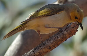 White-plumed Honeyeater