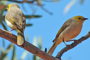 White-plumed Honeyeater