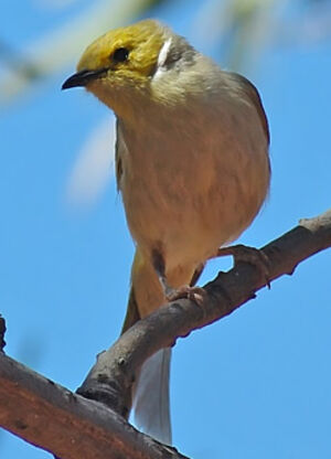 White-plumed Honeyeater