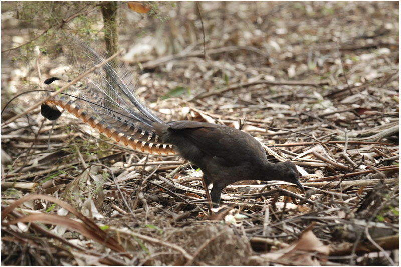 Superb Lyrebird male adult