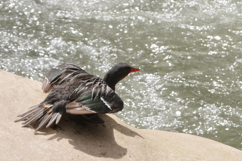 Torrent Duck female adult, identification