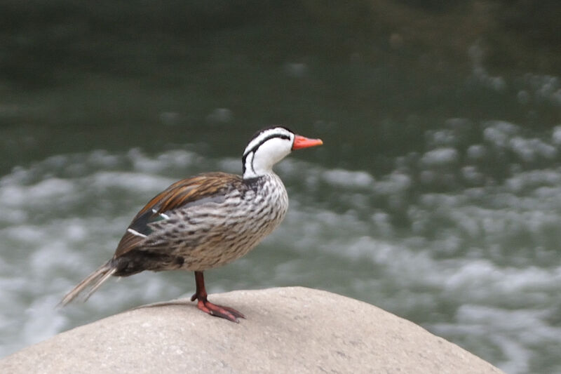Torrent Duck male adult, identification
