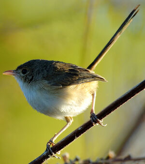 Red-backed Fairywren