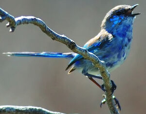 Splendid Fairywren
