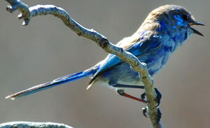 Splendid Fairywren