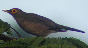 Spectacled Thrush