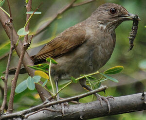 Pale-breasted Thrush