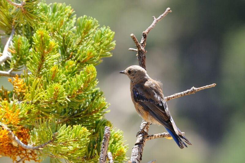 Western Bluebird female adult