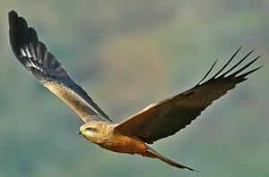 Black Kite