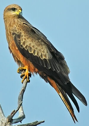 Black Kite