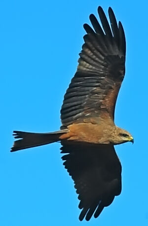 Black Kite