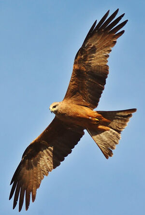 Black Kite