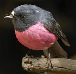 Pink Robin