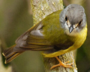 Pale-yellow Robin