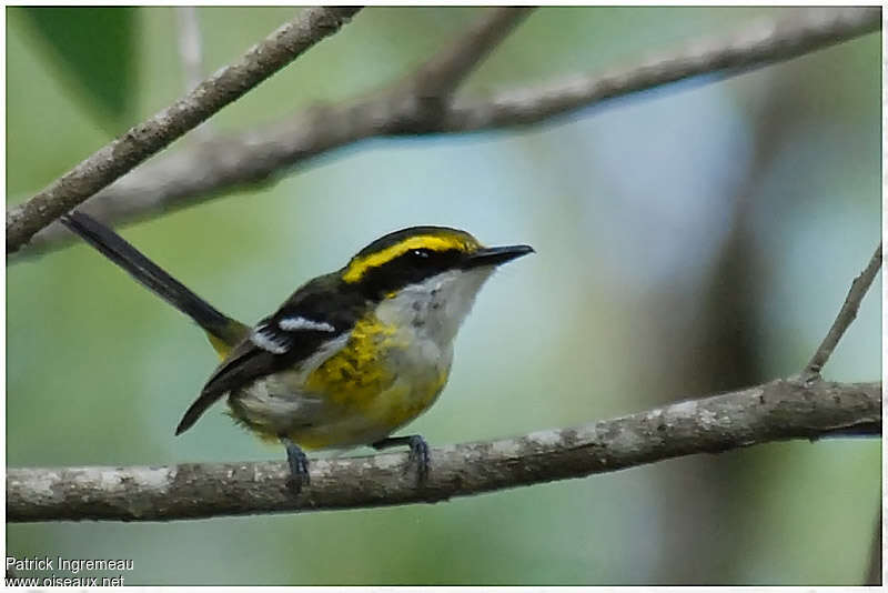Yellow-breasted Boatbill female adult, identification