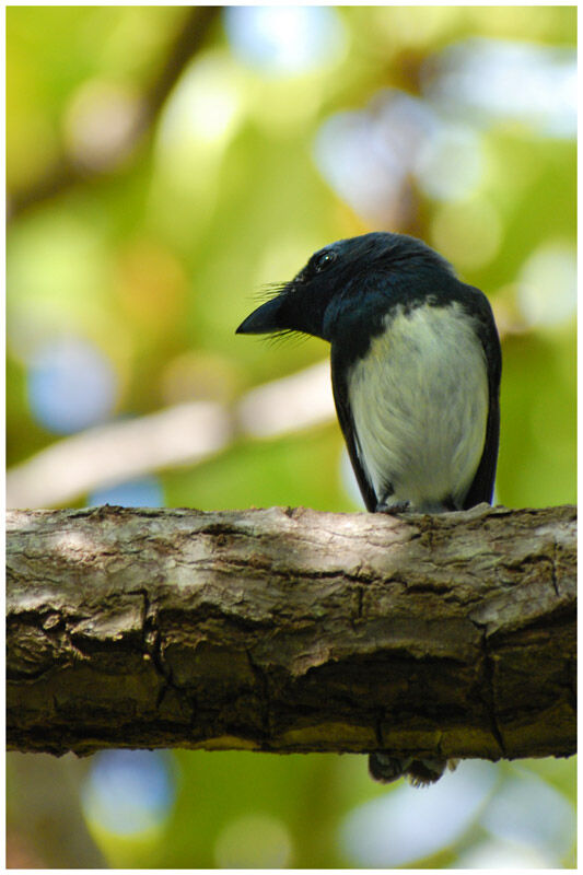 Melanesian Flycatcher male adult breeding