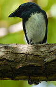 Melanesian Flycatcher