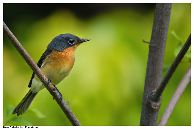 Melanesian Flycatcher female adult