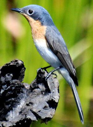 Leaden Flycatcher