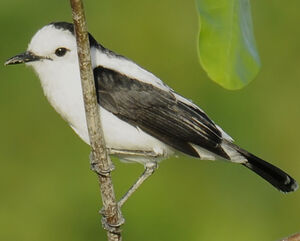 Pied Water Tyrant