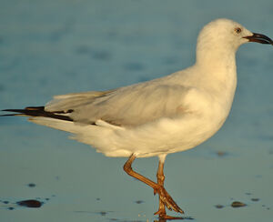 Silver Gull