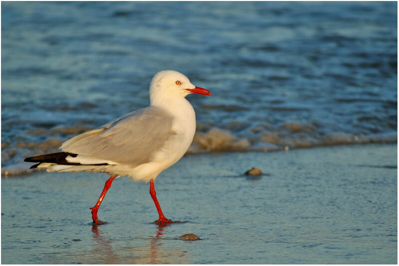 Silver Gull male adult