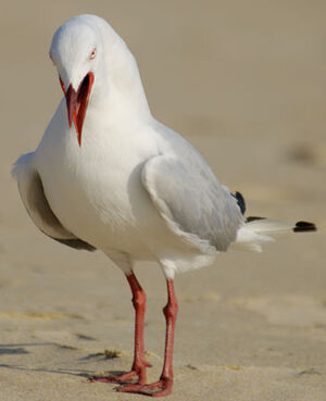 Mouette argent�e