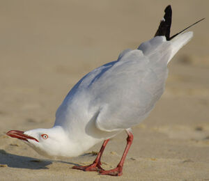Mouette argent�e