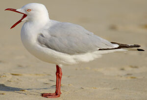 Mouette argent�e