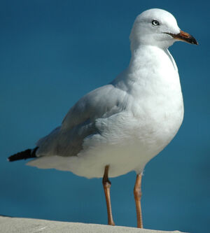 Silver Gull