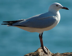 Silver Gull